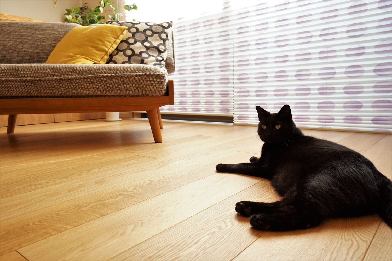 猫と床暖房