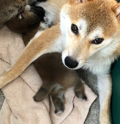 監督のすず