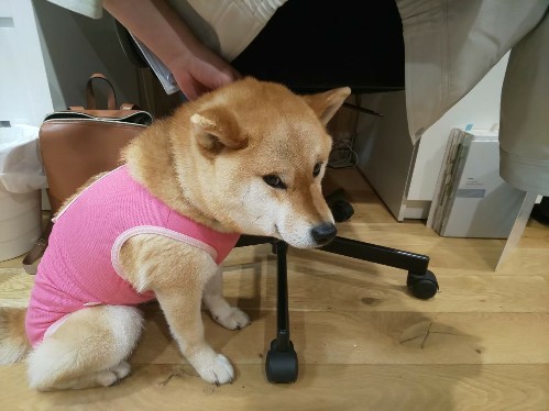 なでなで