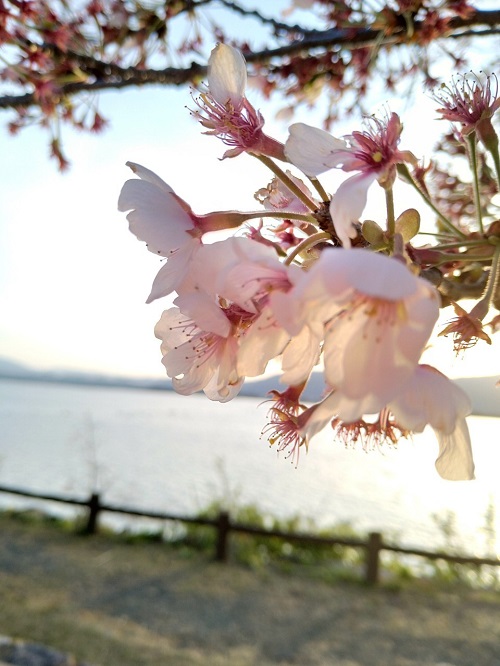 海津大崎の桜
