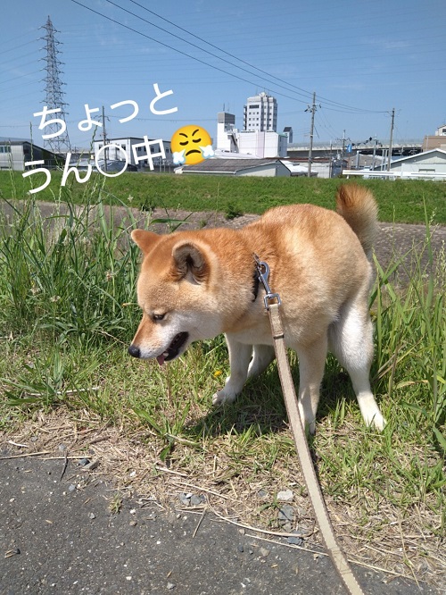 しばいぬ