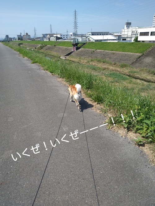 お散歩