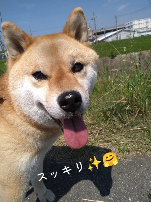 しばいぬすず
