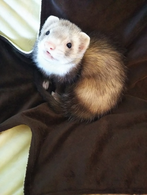 フェレット