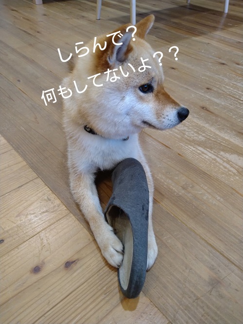 柴犬すずちゃんのイタズラ