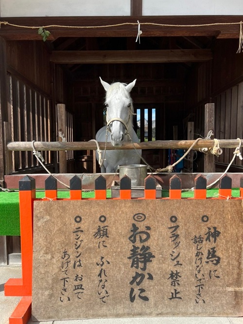 上賀茂神社の新馬