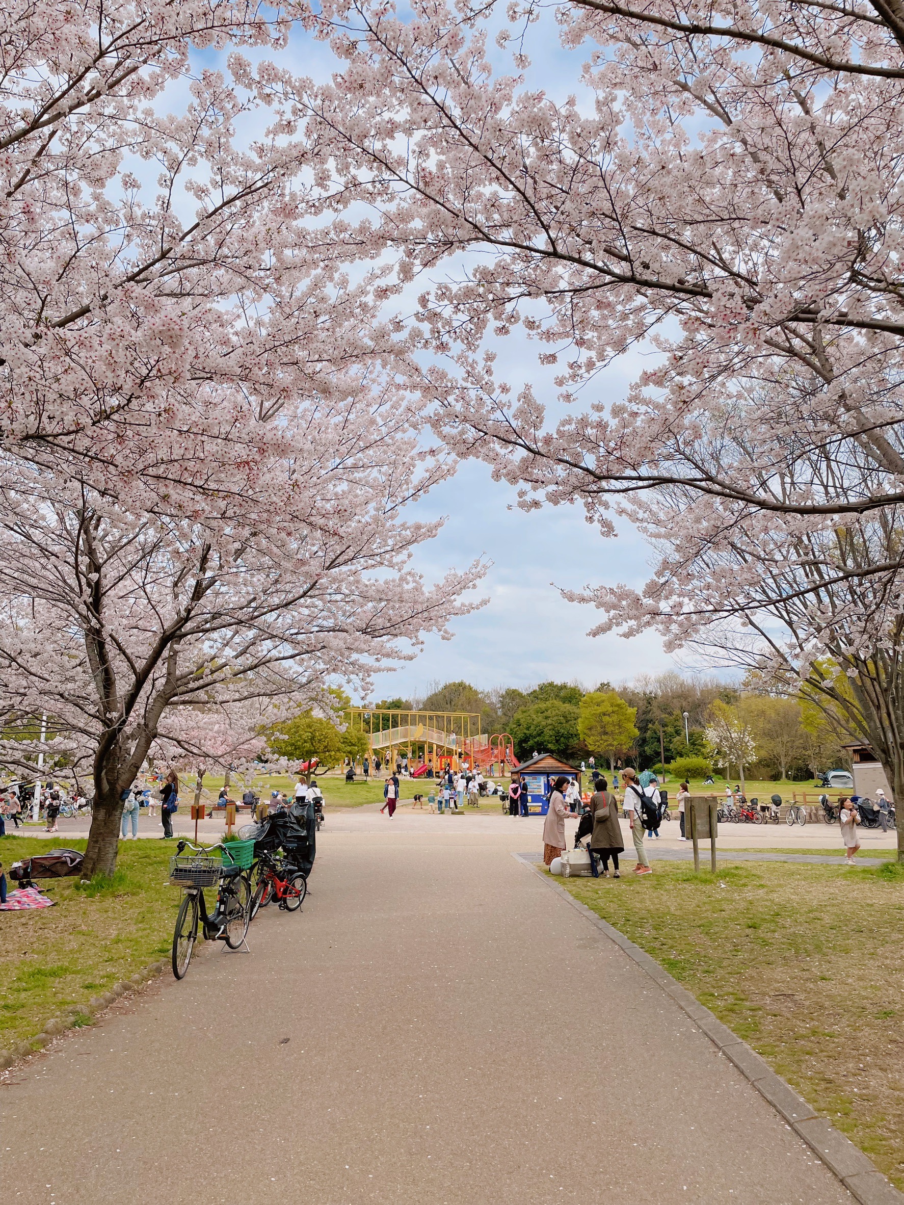 桜満開