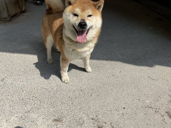 しば犬