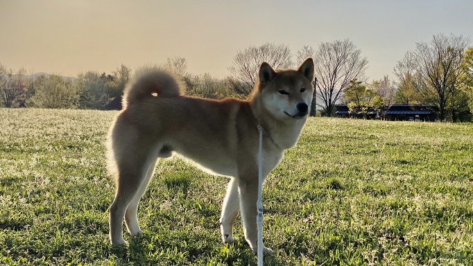 しば犬