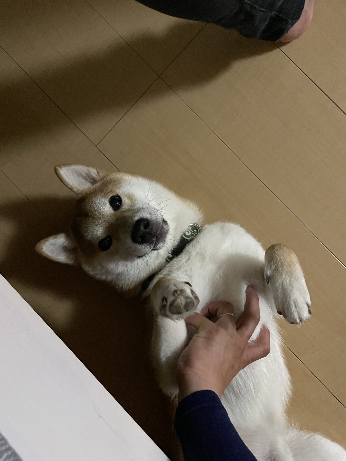 しば犬