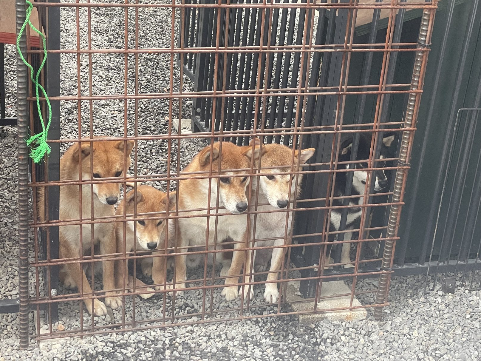 しば犬