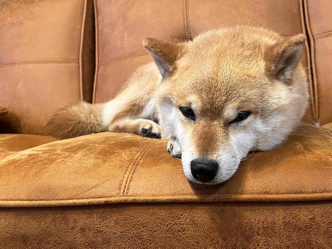 すず