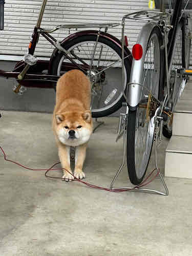 家すず