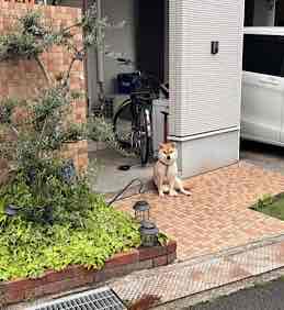 すず