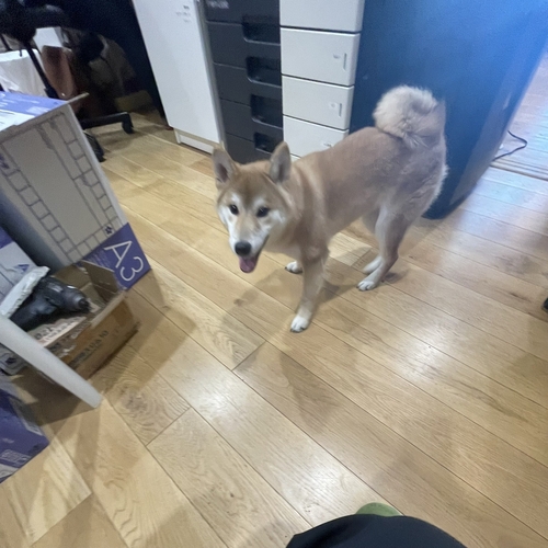 コウちゃん