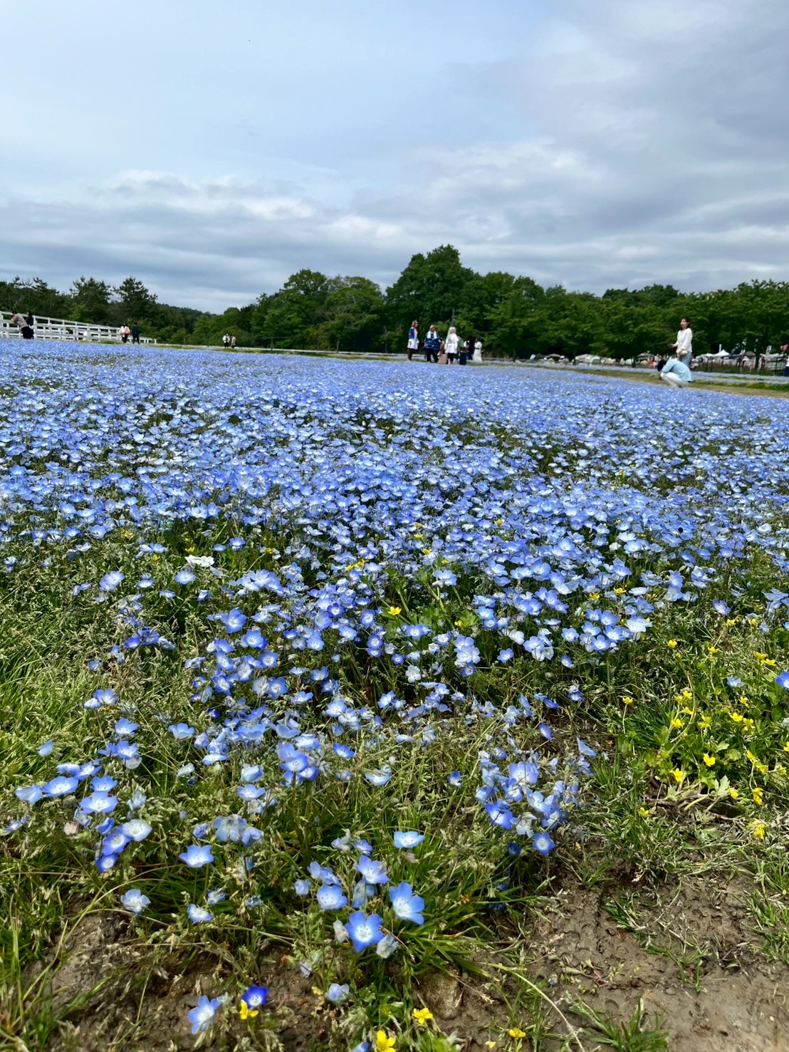 花