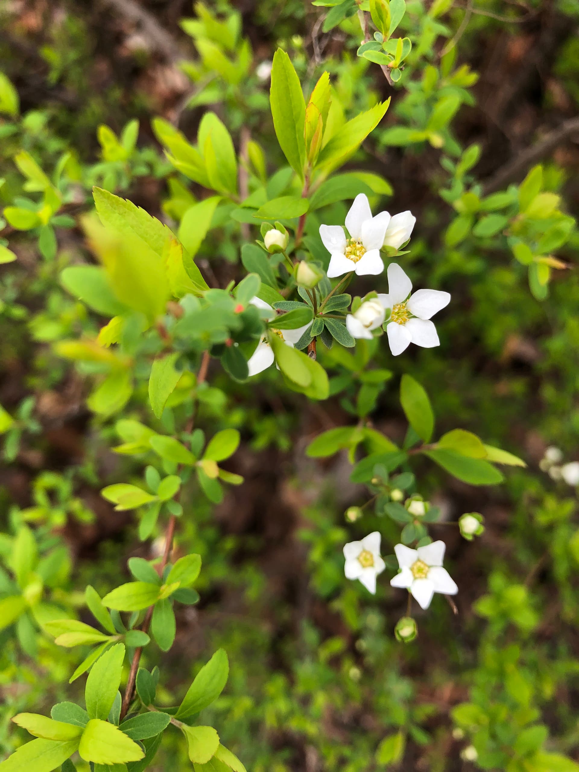 小さいお花