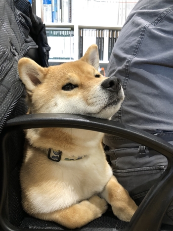 すず