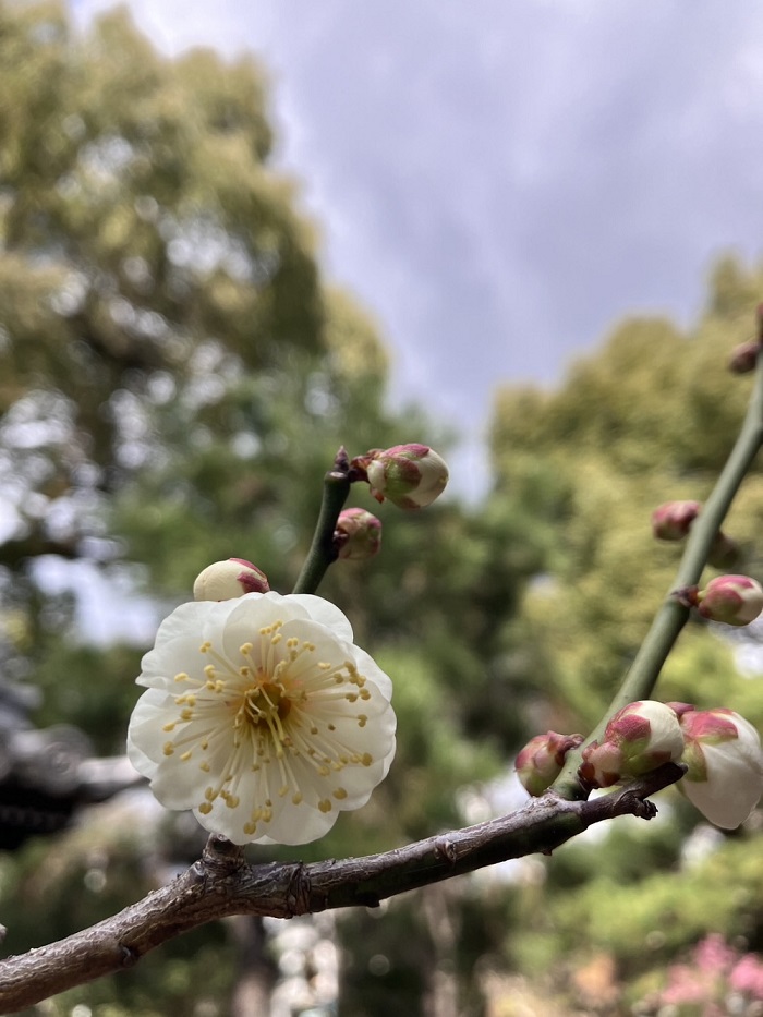 梅