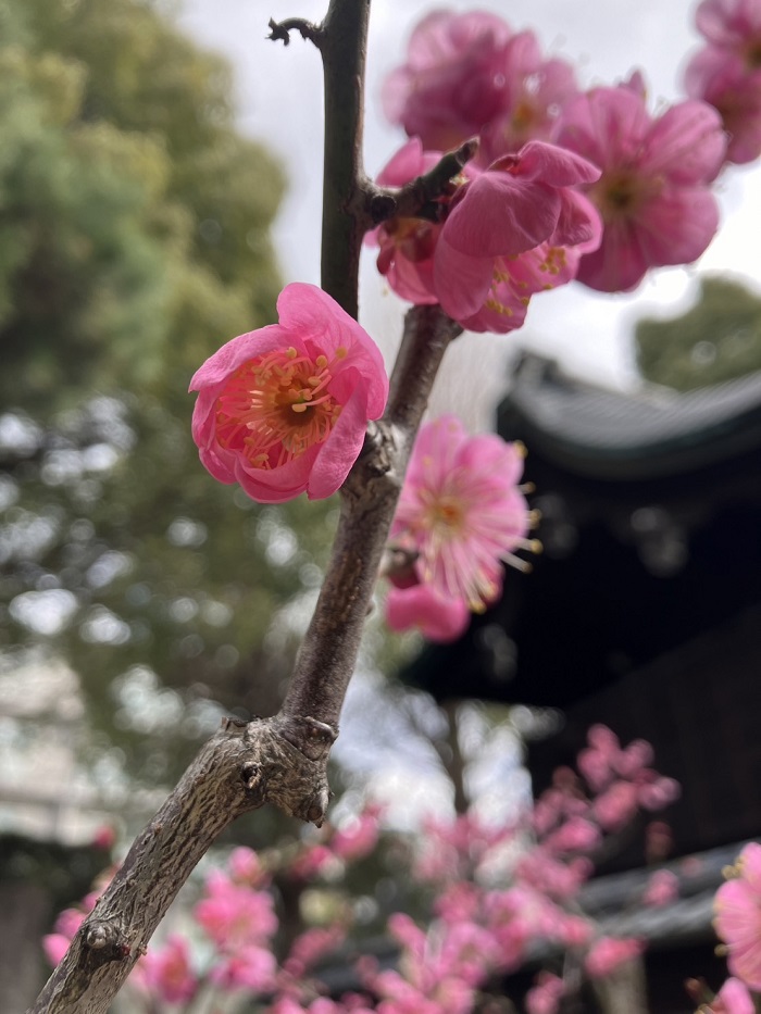 梅