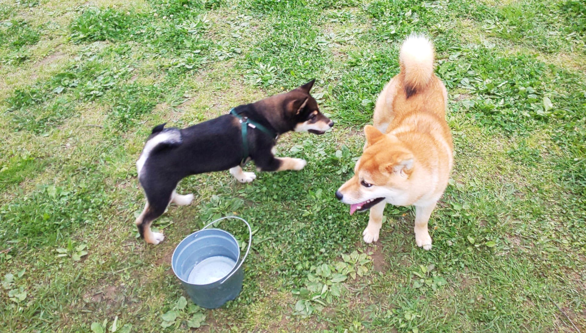 ドッグラン　犬遊ぶ姿