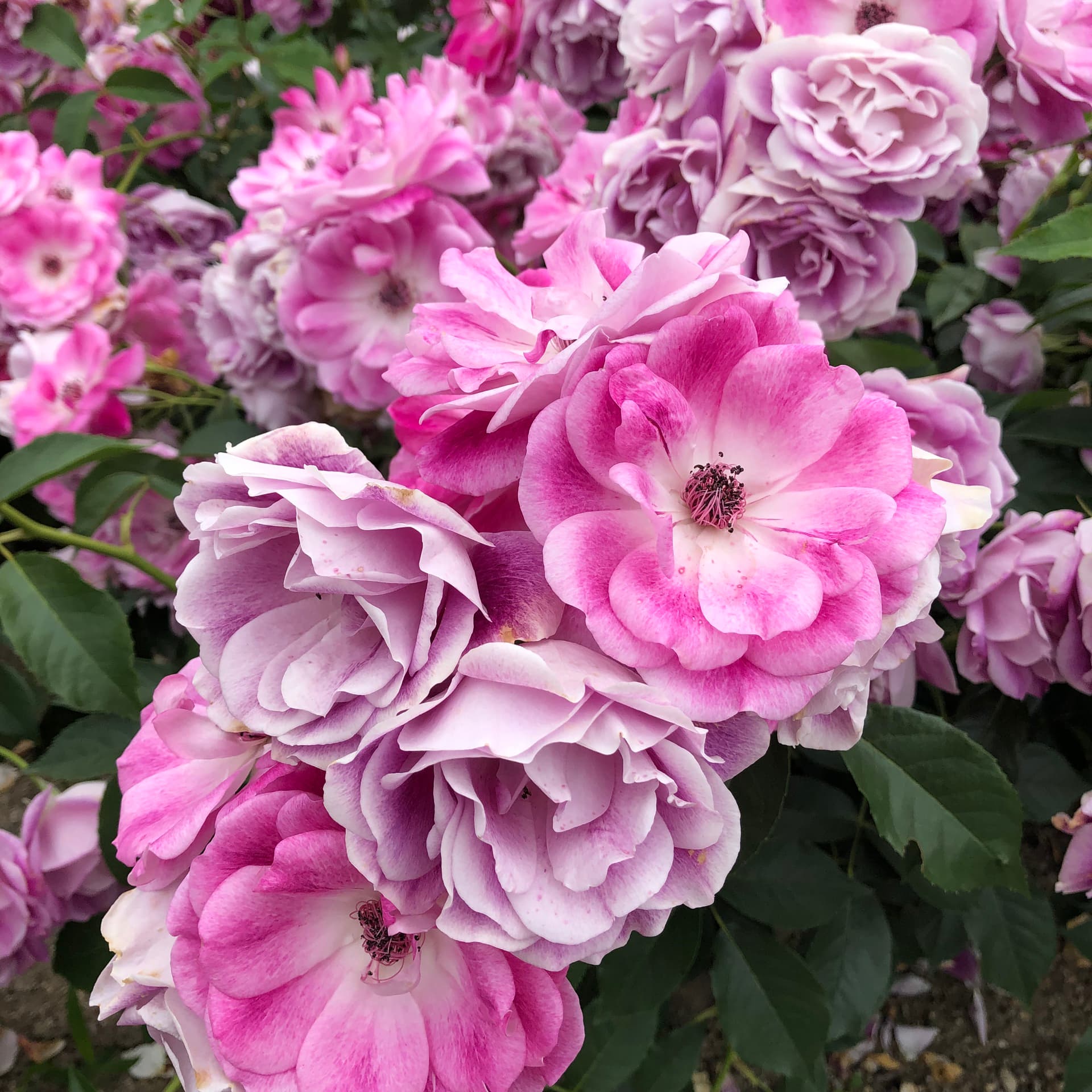 滋賀県にあるバラ公園のバラ開花の様子