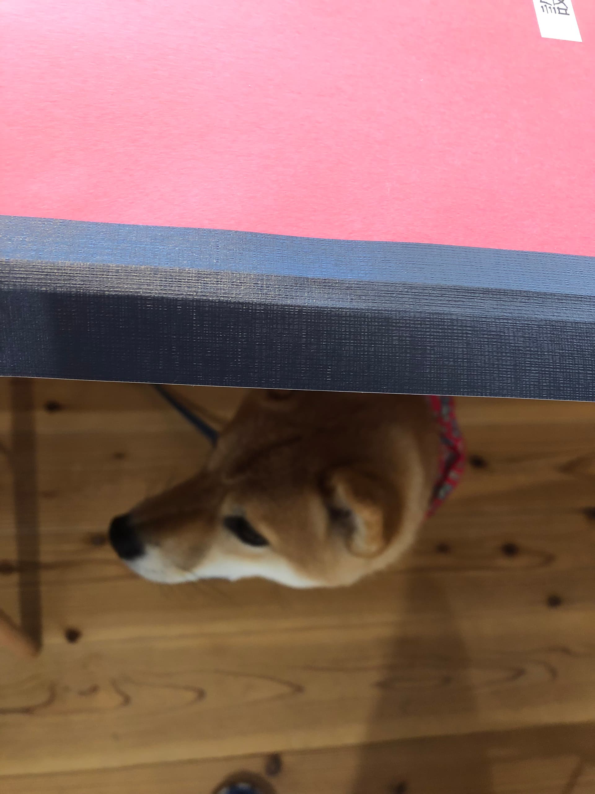 製本中にひょっこり机の下から頭を出したすずちゃん