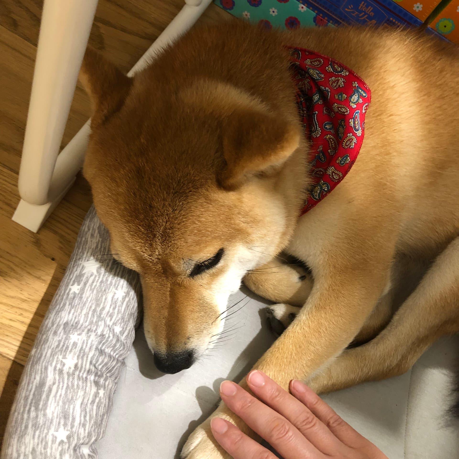 お昼寝しているすずちゃん